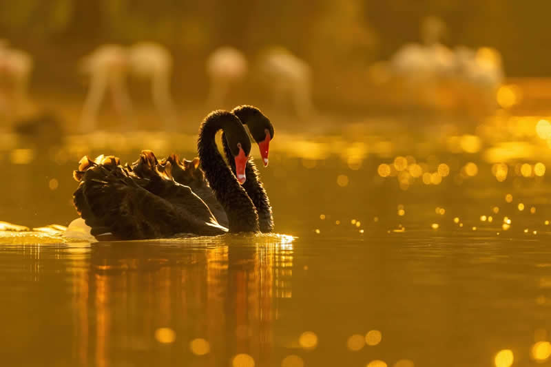 12-14 years - Silver: Golden Companions by Rithved Girishkumar - Bird Photographer of the Year 2026 Winners