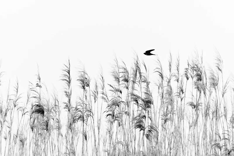 12-14 years - Bronze: Flying Solo by Marina Gavrikova - Bird Photographer of the Year 2026 Winners