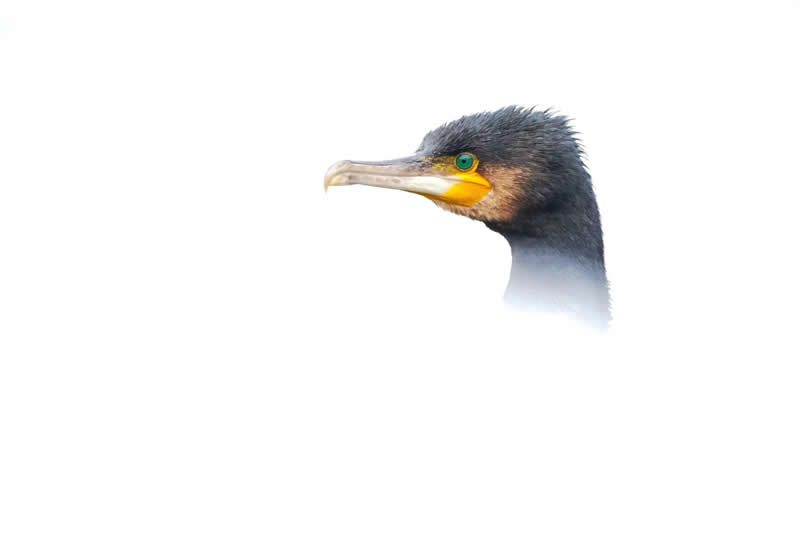 11 and under - Gold: Emerald Eye by Alberto Rom&aacute;n G&oacute;mez - Bird Photographer of the Year 2026 Winners