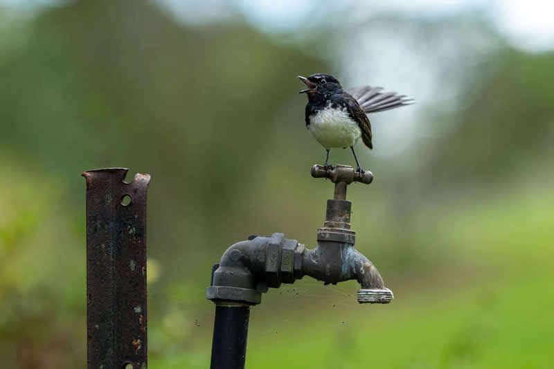 11 and under - Silver: Wagtail On Tap by Jamie Smart - Bird Photographer of the Year 2026 Winners