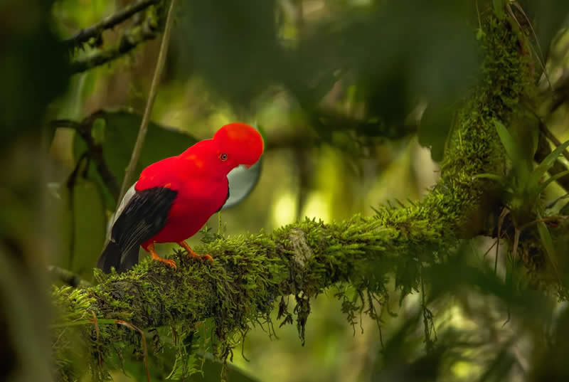 11 and under - Bronze: Andean Cock-of-the-Rock by Jackson Duff - Bird Photographer of the Year 2026 Winners