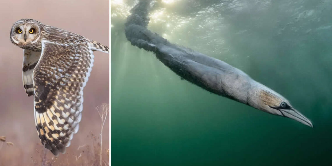Spectacular Winners From the Bird Photographer of the Year 2026