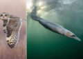 Spectacular Winners From the Bird Photographer of the Year 2026