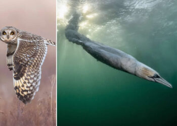 Spectacular Winners From the Bird Photographer of the Year 2026