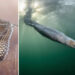 Spectacular Winners From the Bird Photographer of the Year 2026