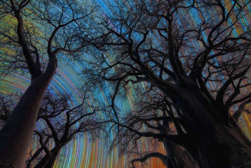Skyscapes - Winner: Botswana Star Trail by Stefano Pellegrini - ZWO Astronomy Photographer 2026 Winners