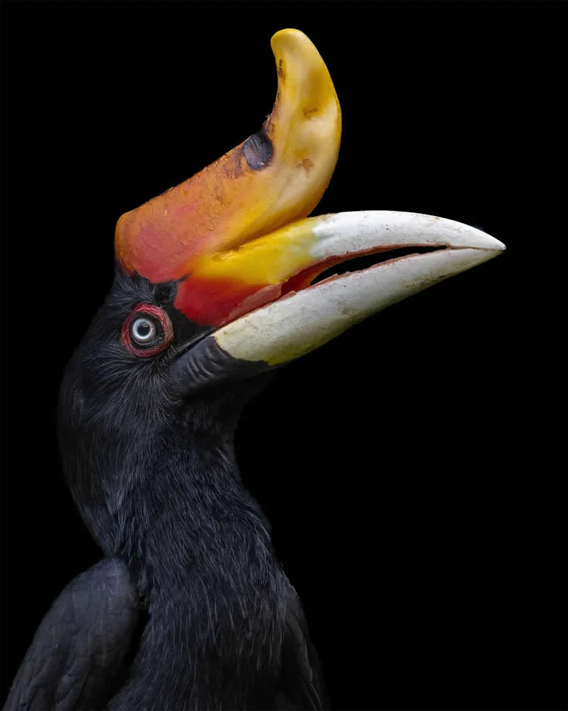 1st Place Winner: Unspoken by Dev Kumar, Malaysia - AAP Magazine 2026 Awards Nature Winners
