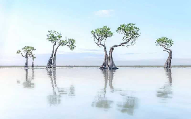 2nd Place Winner: Living Coastlines by Thibault Gerbaldi, France/United States - AAP Magazine 2026 Awards Nature Winners