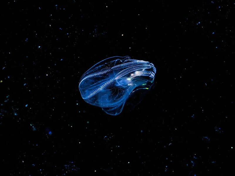 Starships by Alexej Sachov, Germany - AAP Magazine 2026 Awards Nature Winners