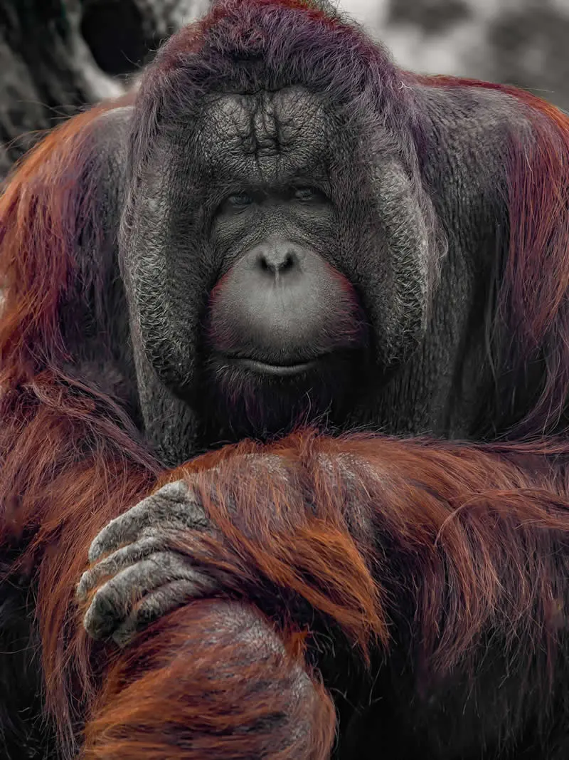The Gaze by Jose Antonio Azcutia, Spain - AAP Magazine 2026 Awards Nature Winners