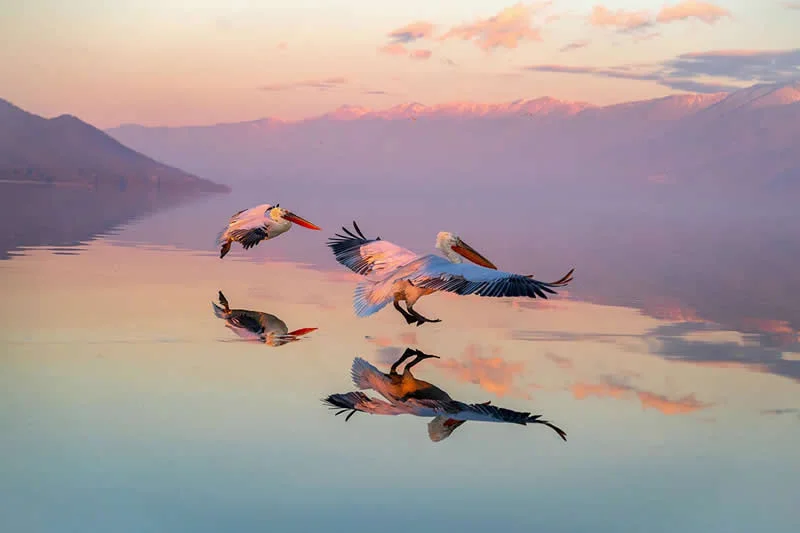 Pelicans of Kerkini by Seppo Tuomaala, Finland - AAP Magazine 2026 Awards Nature Winners