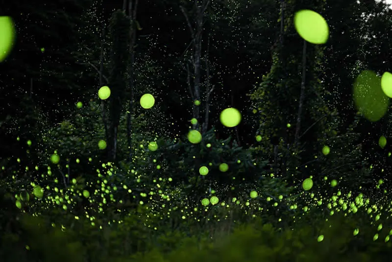 Fireflies! by Shawn Rosinski, United States - AAP Magazine 2026 Awards Nature Winners