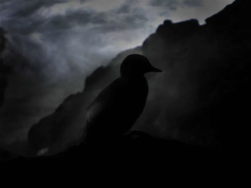 On the Edge of Darkness by Rivka Katvan, United States - AAP Magazine 2026 Awards Nature Winners