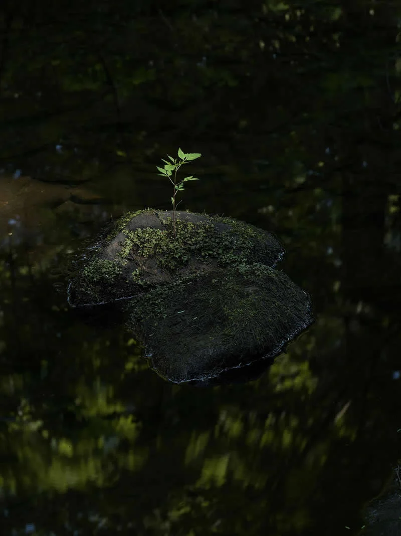 Elements of Life by James Krajicek, United States - AAP Magazine 2026 Awards Nature Winners