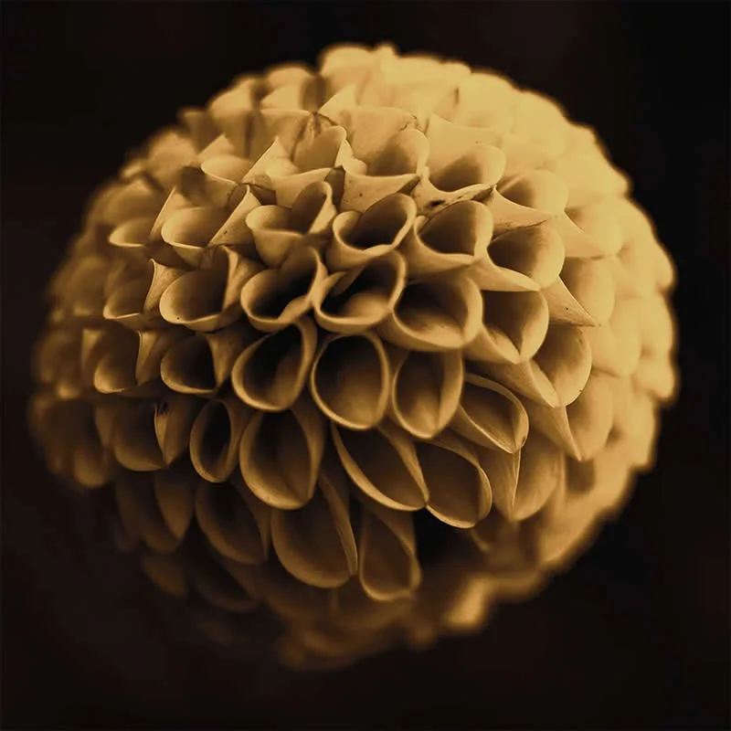 Seeing Again by Julie Wang, United States - AAP Magazine 2026 Awards Nature Winners