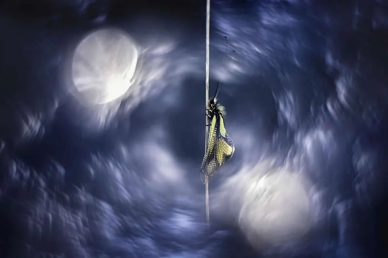 Art&rsquo;scalaphe by Thibault Andrieux, France - AAP Magazine 2026 Awards Nature Winners