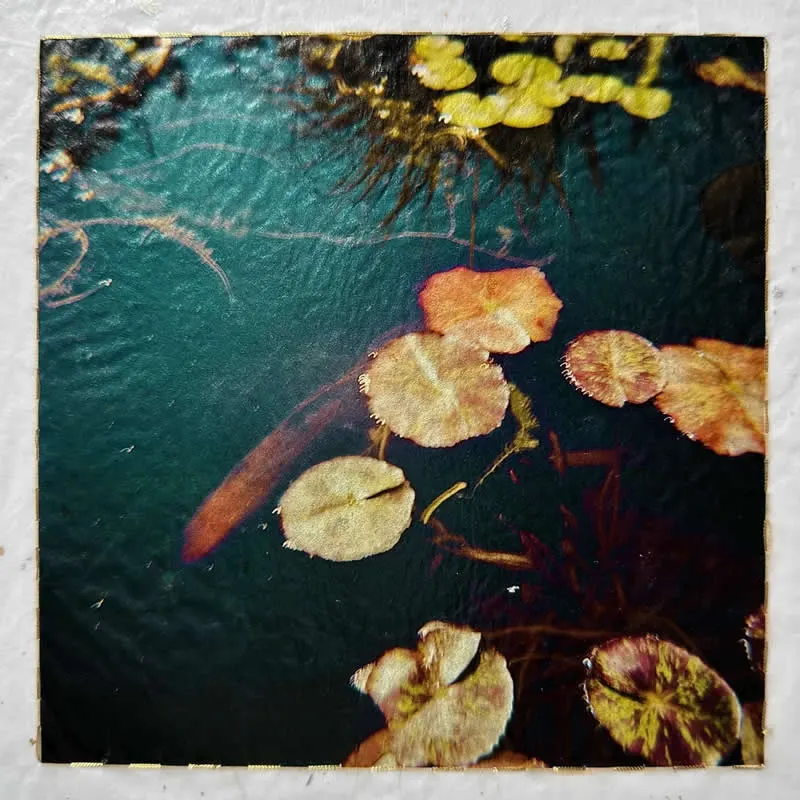 The Color of Presence by Teri Figliuzzi, United States - AAP Magazine 2026 Awards Nature Winners