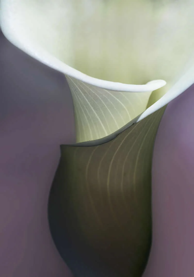 Nature in Color by Beamie Young, United States - AAP Magazine 2026 Awards Nature Winners