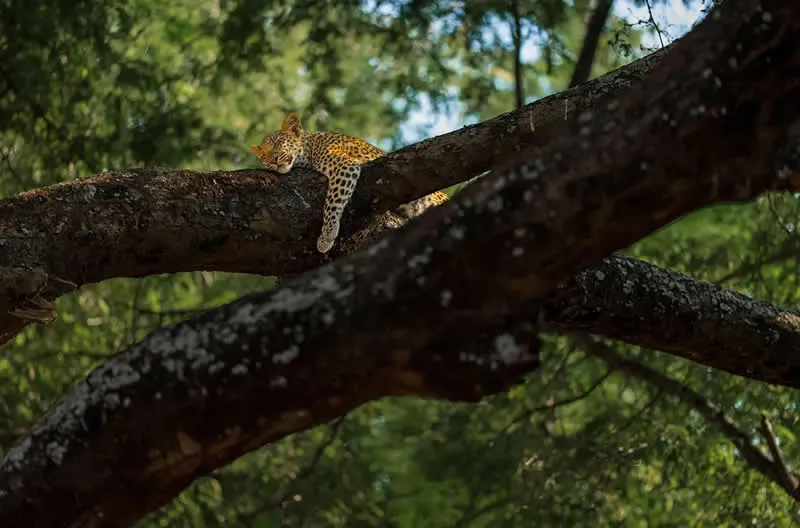 A Day in the Life of a Leopard Cub by Turgay Uzer, United States - AAP Magazine 2026 Awards Nature Winners
