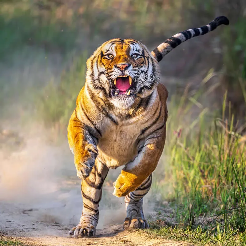 The Pilibhit Charger by Anuj Rawla, India - AAP Magazine 2026 Awards Nature Winners