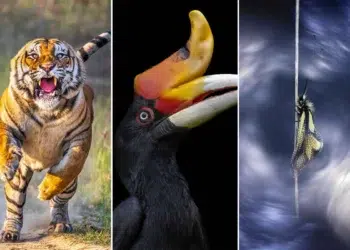 Wild & Wonderful: 25 Remarkable Nature Winners From the AAP Magazine 2026 Awards 3 Remarkable Nature Winners From the AAP Magazine 2026 Awards