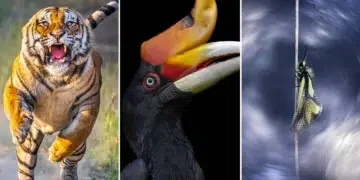 Remarkable Nature Winners From the AAP Magazine 2026 Awards