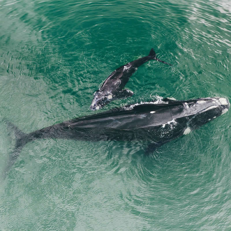 Beautiful moment captured from above, mother and calf swimming together