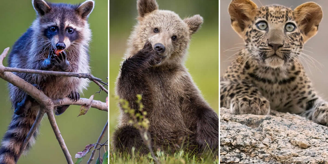 Remarkable Animal Photos Shared by Animal Planet