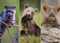Remarkable Animal Photos Shared by Animal Planet