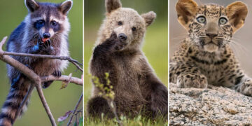 Remarkable Animal Photos Shared by Animal Planet