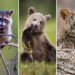 Remarkable Animal Photos Shared by Animal Planet