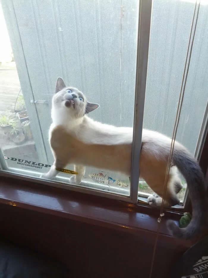 Well, This Is Awkward: 40 Funny Photos of Animals Stuck in the Most Ridiculous Places 43 This Idiot Got Himself Stuck Today
