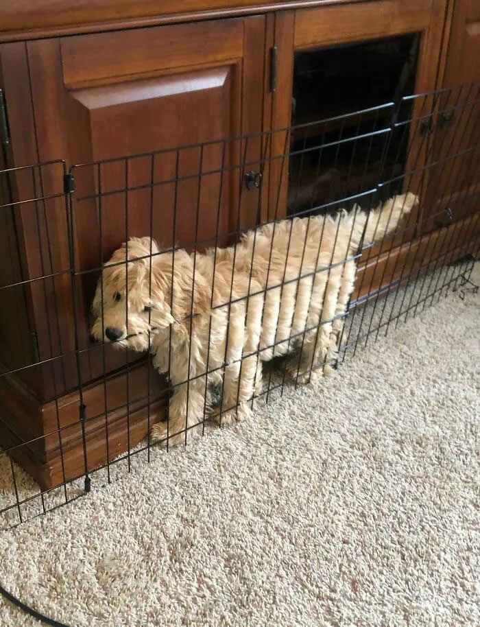 Well, This Is Awkward: 40 Funny Photos of Animals Stuck in the Most Ridiculous Places 44 Our 3.5 Month Old Puppy Has Become Quite The Escape Artist. Caught Her Stuck In This Failed Attempt Today