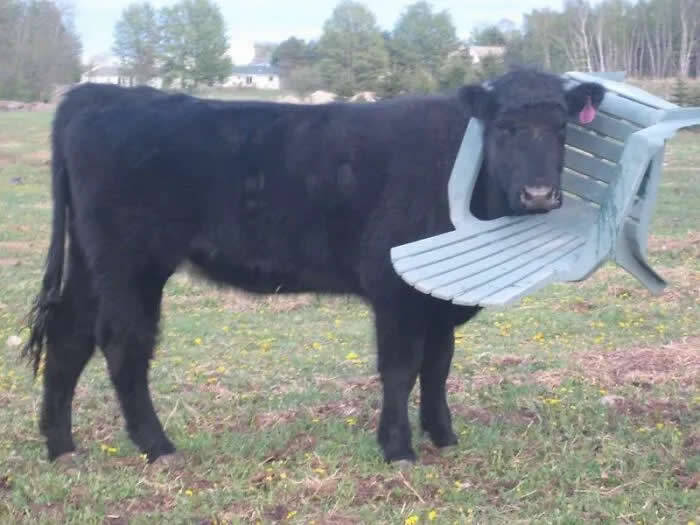 Well, This Is Awkward: 40 Funny Photos of Animals Stuck in the Most Ridiculous Places 46 Moo