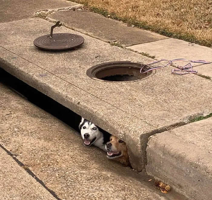 Well, This Is Awkward: 40 Funny Photos of Animals Stuck in the Most Ridiculous Places 47 These Derps Got Stuck In A Storm Drain. I Don’t Think They’re Worried