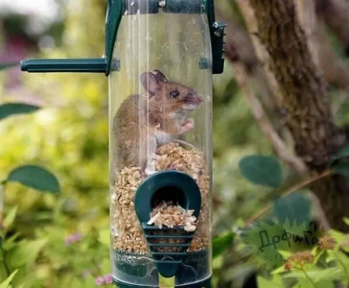 Well, This Is Awkward: 40 Funny Photos of Animals Stuck in the Most Ridiculous Places 49 I'm Impressed