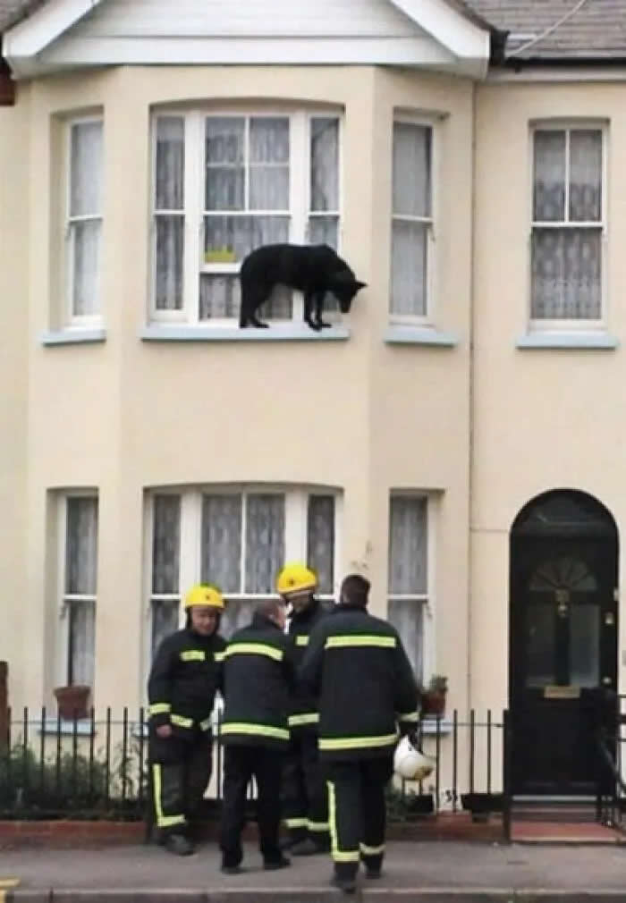 Well, This Is Awkward: 40 Funny Photos of Animals Stuck in the Most Ridiculous Places 50 Help