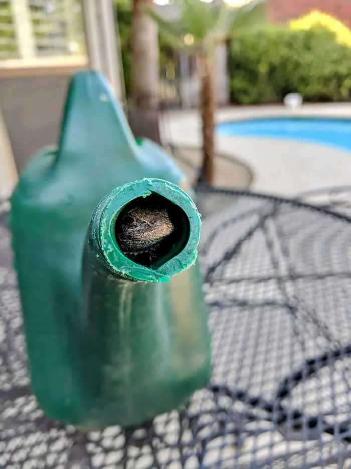 Well, This Is Awkward: 40 Funny Photos of Animals Stuck in the Most Ridiculous Places 51 My Watering Can Wasn't Pouring Properly