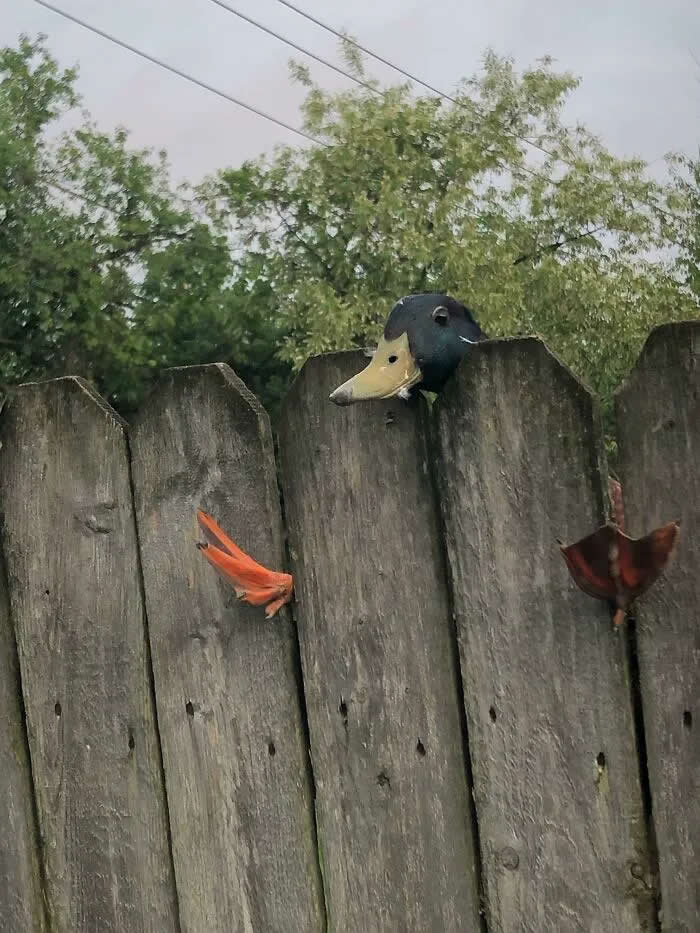 Well, This Is Awkward: 40 Funny Photos of Animals Stuck in the Most Ridiculous Places 52 So This Happened (Yes, I Rescued It)