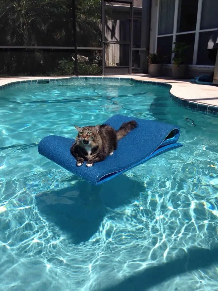 Well, This Is Awkward: 40 Funny Photos of Animals Stuck in the Most Ridiculous Places 53 Edd's Big Mistake