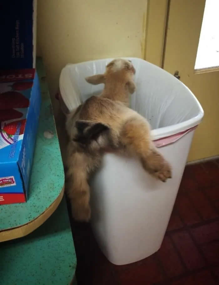 Well, This Is Awkward: 40 Funny Photos of Animals Stuck in the Most Ridiculous Places 54 Heard Something Going On In The Kitchen Then Heard Screams. Walked In And Saw This. A Goat Stuck In My Trash Can