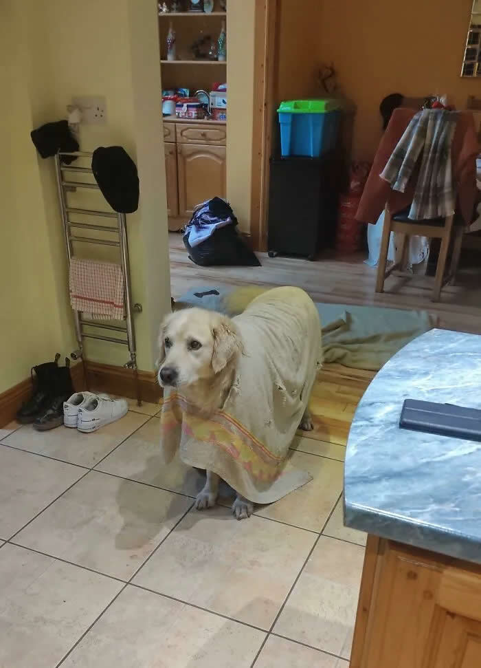 Well, This Is Awkward: 40 Funny Photos of Animals Stuck in the Most Ridiculous Places 55 My Dog Chewed A Hole Through His Towel And Stuck His Head Through It. Now He Wears It Around The House Like A Poncho!