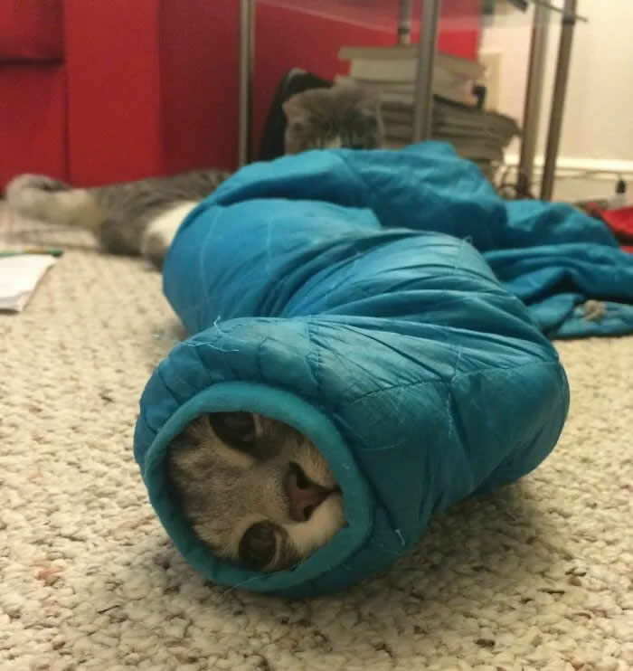 Well, This Is Awkward: 40 Funny Photos of Animals Stuck in the Most Ridiculous Places 56 animal stuck in most ridiculous places 14
