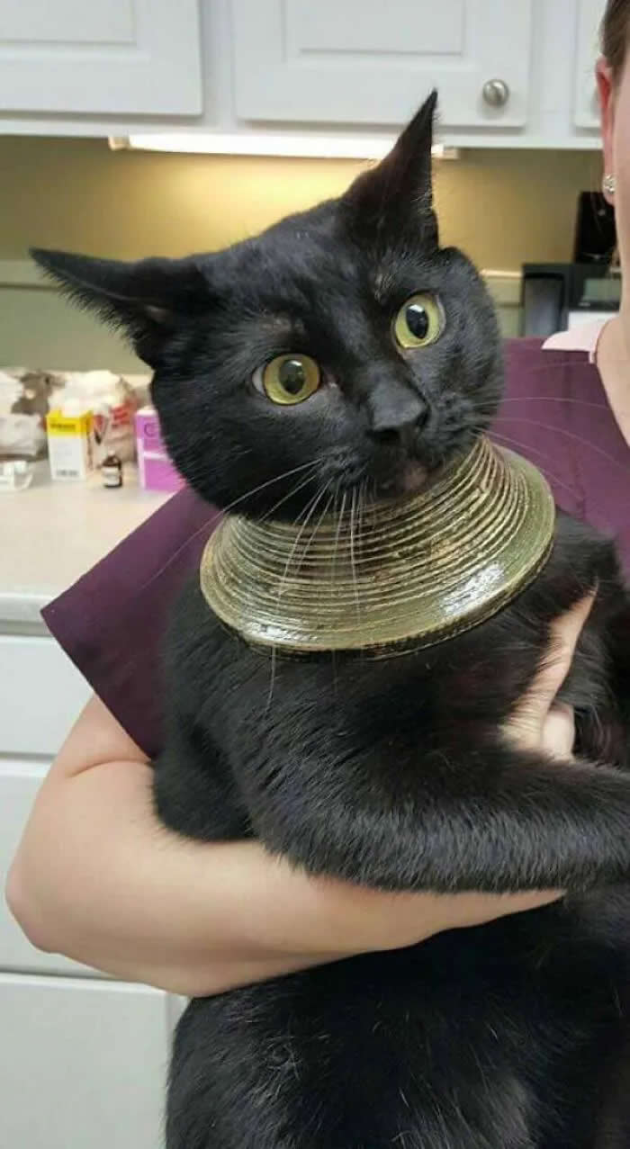 Well, This Is Awkward: 40 Funny Photos of Animals Stuck in the Most Ridiculous Places 57 My Friends Cat Got It's Head Stuck In A Vase, Freaked Out, Broke The Vase, And Was Left With This