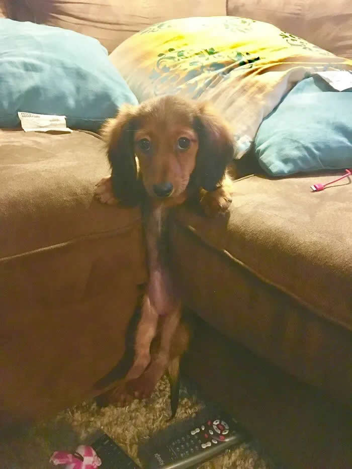 Well, This Is Awkward: 40 Funny Photos of Animals Stuck in the Most Ridiculous Places 58 My Dauschund Puppy Got Stuck In The Couch Cushions