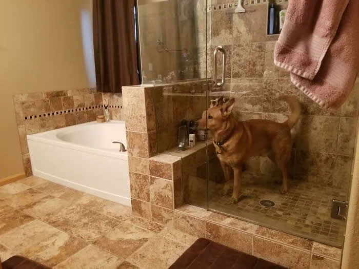 Well, This Is Awkward: 40 Funny Photos of Animals Stuck in the Most Ridiculous Places 59 Trapped Himself In The Shower At Some Point During The Night. Woke Up To Scared Whining