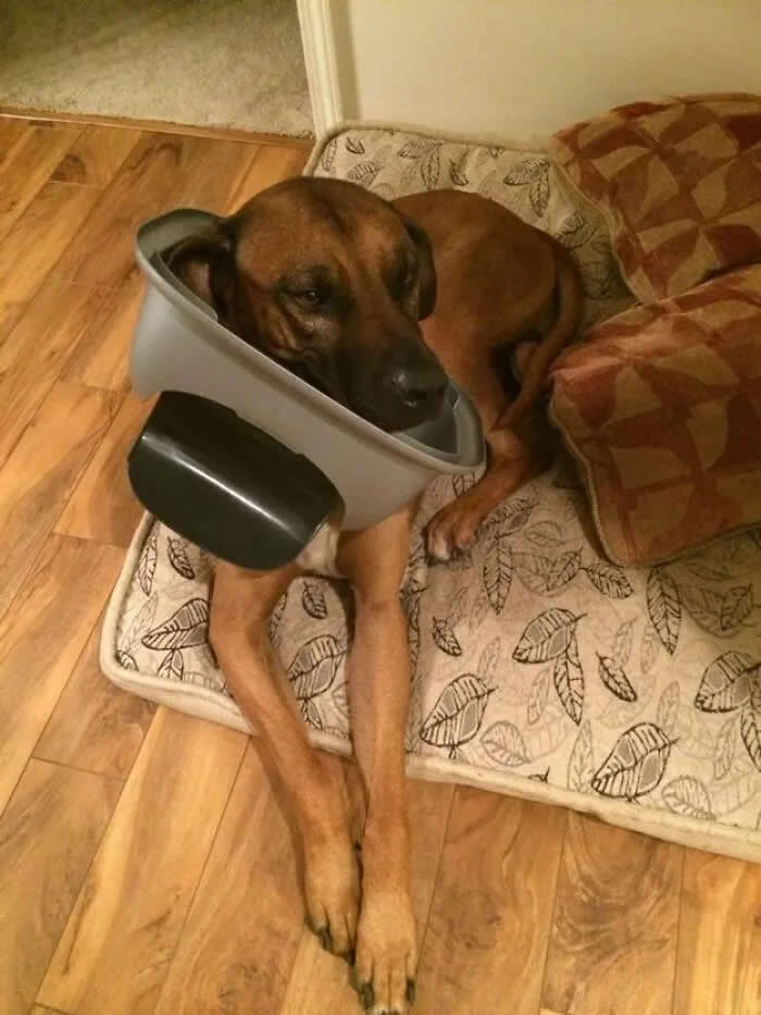 Well, This Is Awkward: 40 Funny Photos of Animals Stuck in the Most Ridiculous Places 60 Just A Dog Who Is Just Minding His Own Business And Definitely Has No Idea Who Got Into The Trash
