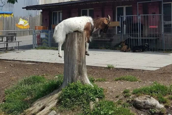 Well, This Is Awkward: 40 Funny Photos of Animals Stuck in the Most Ridiculous Places 61 This Goat Stuck On A Trunk