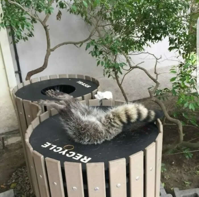 Well, This Is Awkward: 40 Funny Photos of Animals Stuck in the Most Ridiculous Places 62 This Fat Fool Had To Be Rescued By Animal Control
