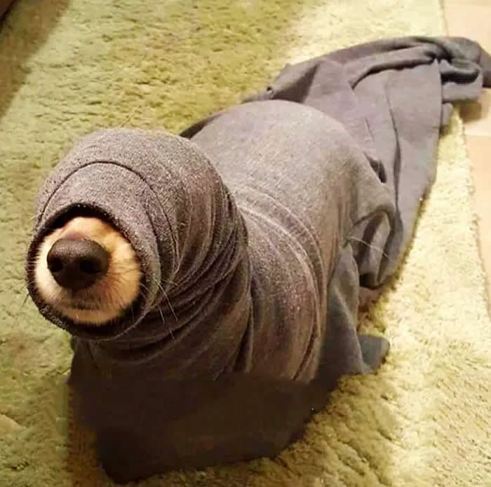 Well, This Is Awkward: 40 Funny Photos of Animals Stuck in the Most Ridiculous Places 63 Anyone Know What Type Of Worm This Is? It's Large And Very Hungry
